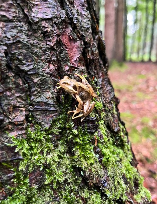 Frosch-am-Baum