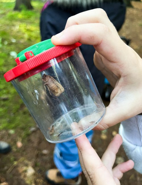 Mit-Becherlupe-im-Wald