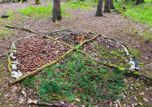 Wir-entdecken-den-Wald